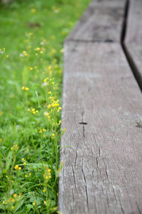 Close-up of insect on grass