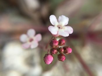 Close-up of cherry blossoms