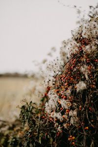 Close-up of plant growing on field against sky