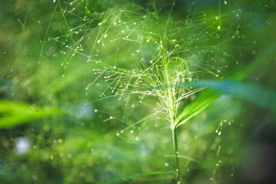 Close-up of wet plants