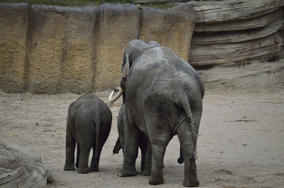 Elephant in zoo