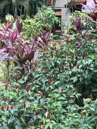 Flowering plants in yard