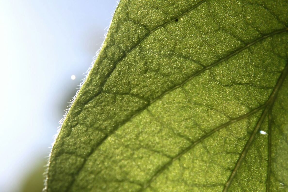 CLOSE-UP OF LEAVES