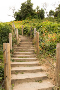 Steps leading towards trees