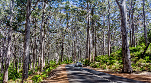 Road amidst trees in forest