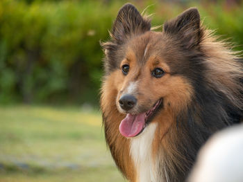 Portrait of dog looking away