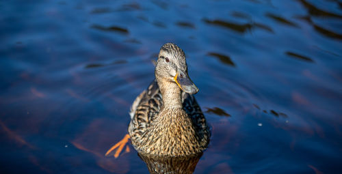 High angle view of duck swimming in lake