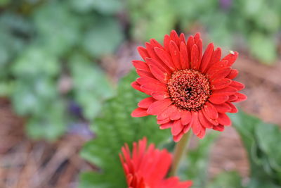 Close-up of red flower blooming outdoors
