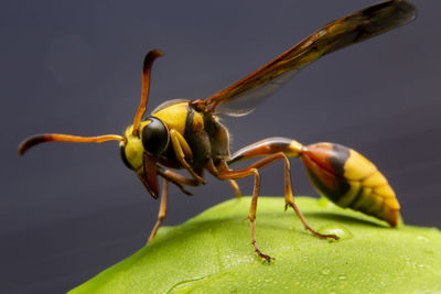 Close-up of insect on leaf