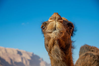 Camels in jordan wadi rum desert on red sand with baby and high mountains in the background