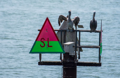 Seagull perching on a sign