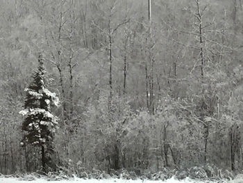 Snow covered trees in forest