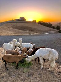 Flock of sheep on field during sunset