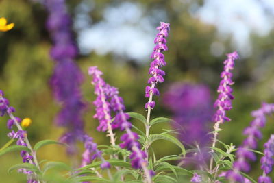 Close-up of purple flowering plants on field