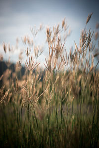 Close-up of wheat field against sky