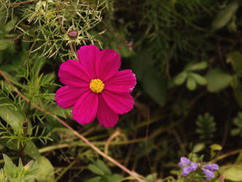 Close-up of pink flowering plants
