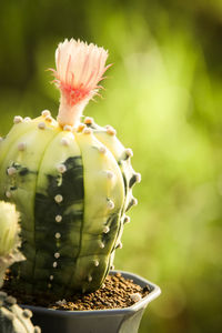 Close-up of succulent plant