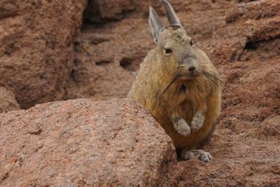 National park in san pedro de atacama