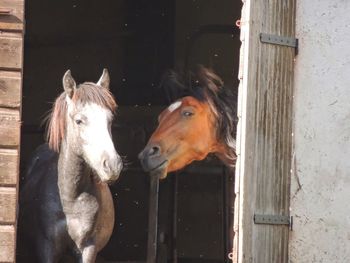 Close-up of horse in stable