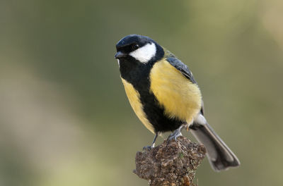 Close-up of bird perching