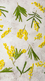 Flowers composition. yellow mimosa flower and leaves on light grey background. spring concept. 