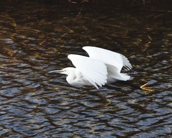 High angle view of bird flying over lake