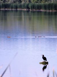 Swans swimming in lake