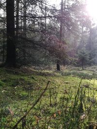Scenic view of forest