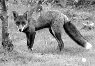 Animal grazing on grassy field