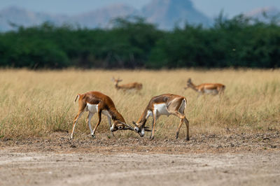 Full length of blackbucks fighting on field in forest