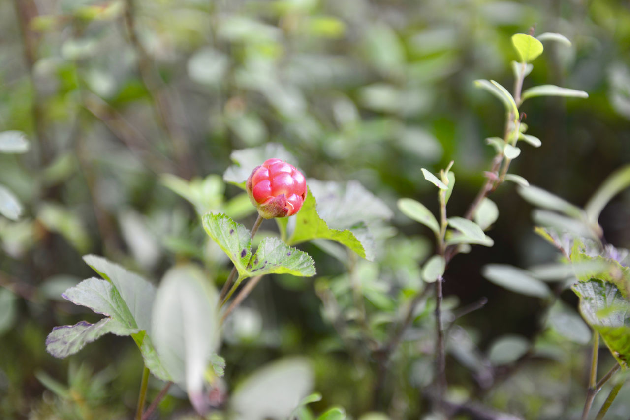 CLOSE-UP OF STRAWBERRY GROWING ON PLANT