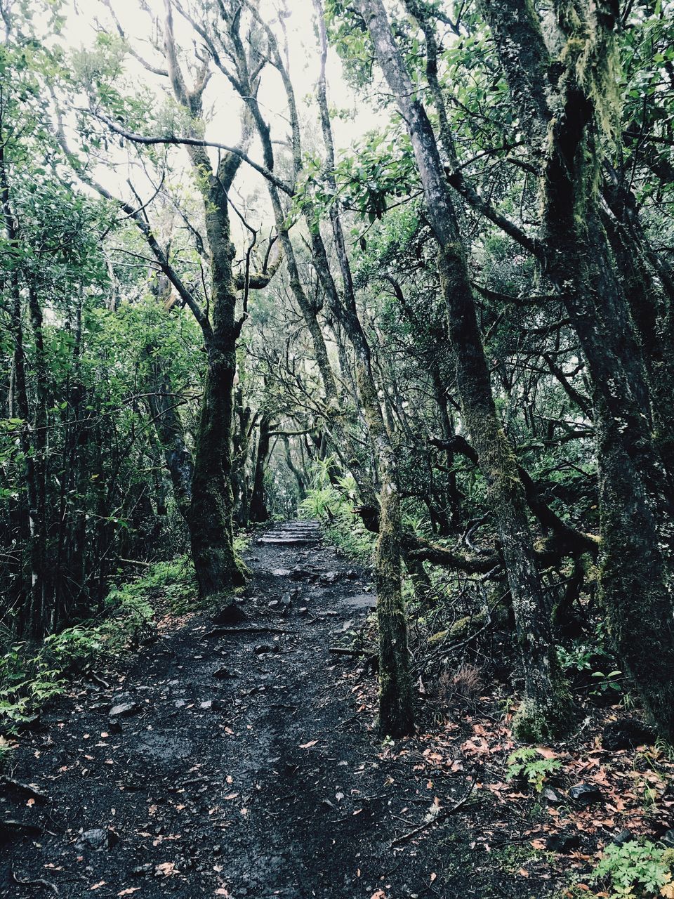 TREES GROWING IN A FOREST