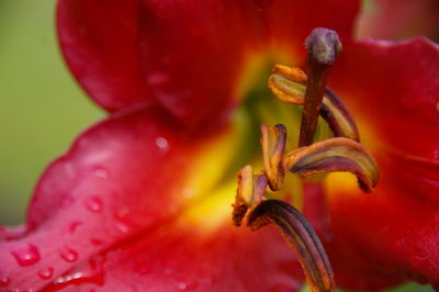 Close-up of red flowers