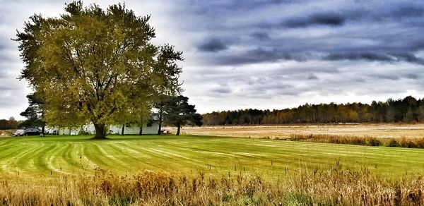 Trees on field against sky