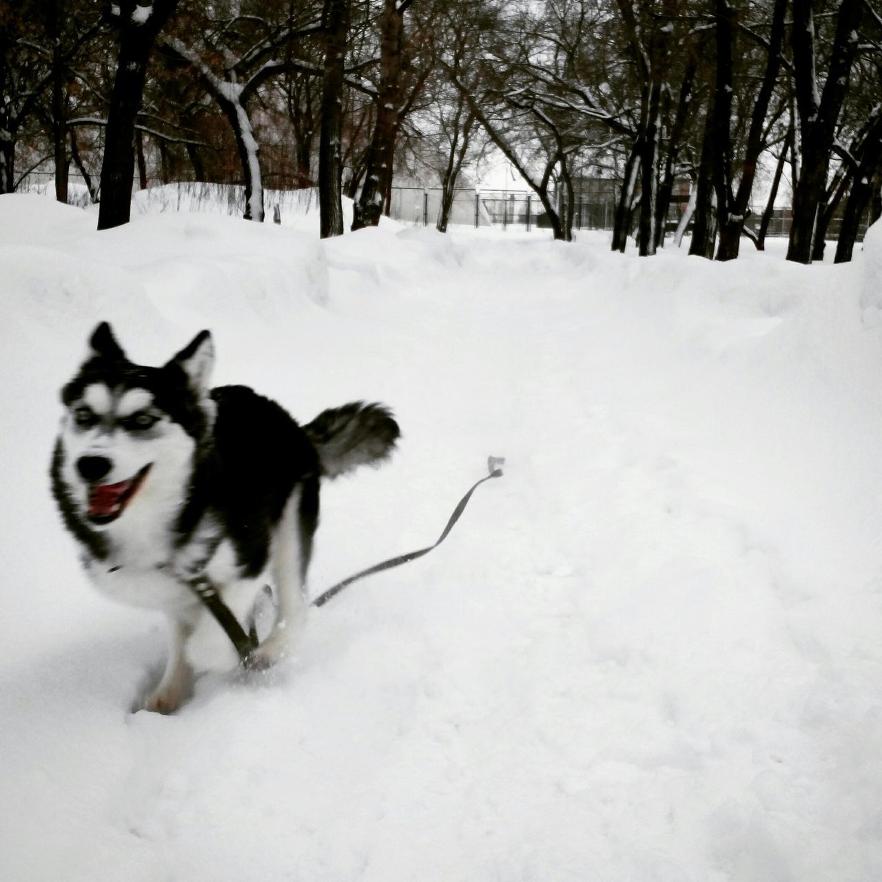 snow, domestic animals, winter, cold temperature, mammal, pets, animal themes, one animal, season, dog, weather, tree, covering, white color, field, nature, cat, domestic cat, frozen, outdoors