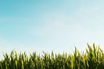 Grass on field against clear sky