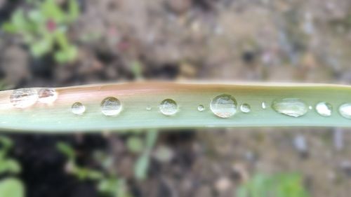 Close-up of raindrops on leaf