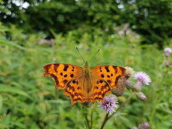 Close-up of butterfly pollinating on flower