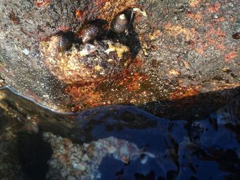 Close-up of crab on rock