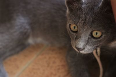 High angle portrait of cat