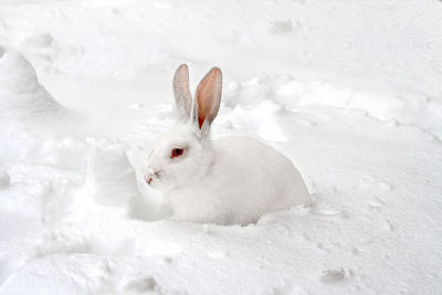 Close-up of a snow