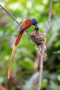 Close-up of bird perching on branch