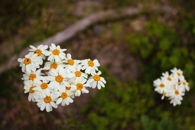 Close-up of white daisy flowers on field