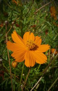 Close-up of orange flower blooming outdoors