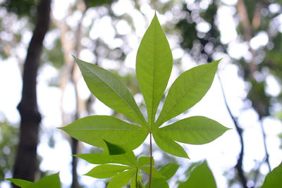 Close-up of fresh green leaves