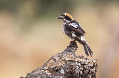 Close-up of bird perching on rock