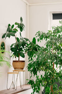 Potted plant on table against wall