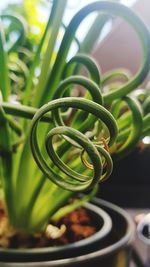 Close-up of potted plant