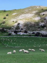 Flock of sheep grazing on field