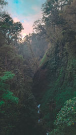 Scenic view of forest against sky